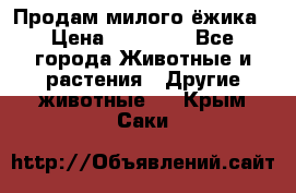 Продам милого ёжика › Цена ­ 10 000 - Все города Животные и растения » Другие животные   . Крым,Саки